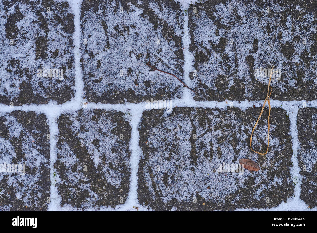 Les voies de moineaux sur les pavés après la première neige de l'hiver Banque D'Images