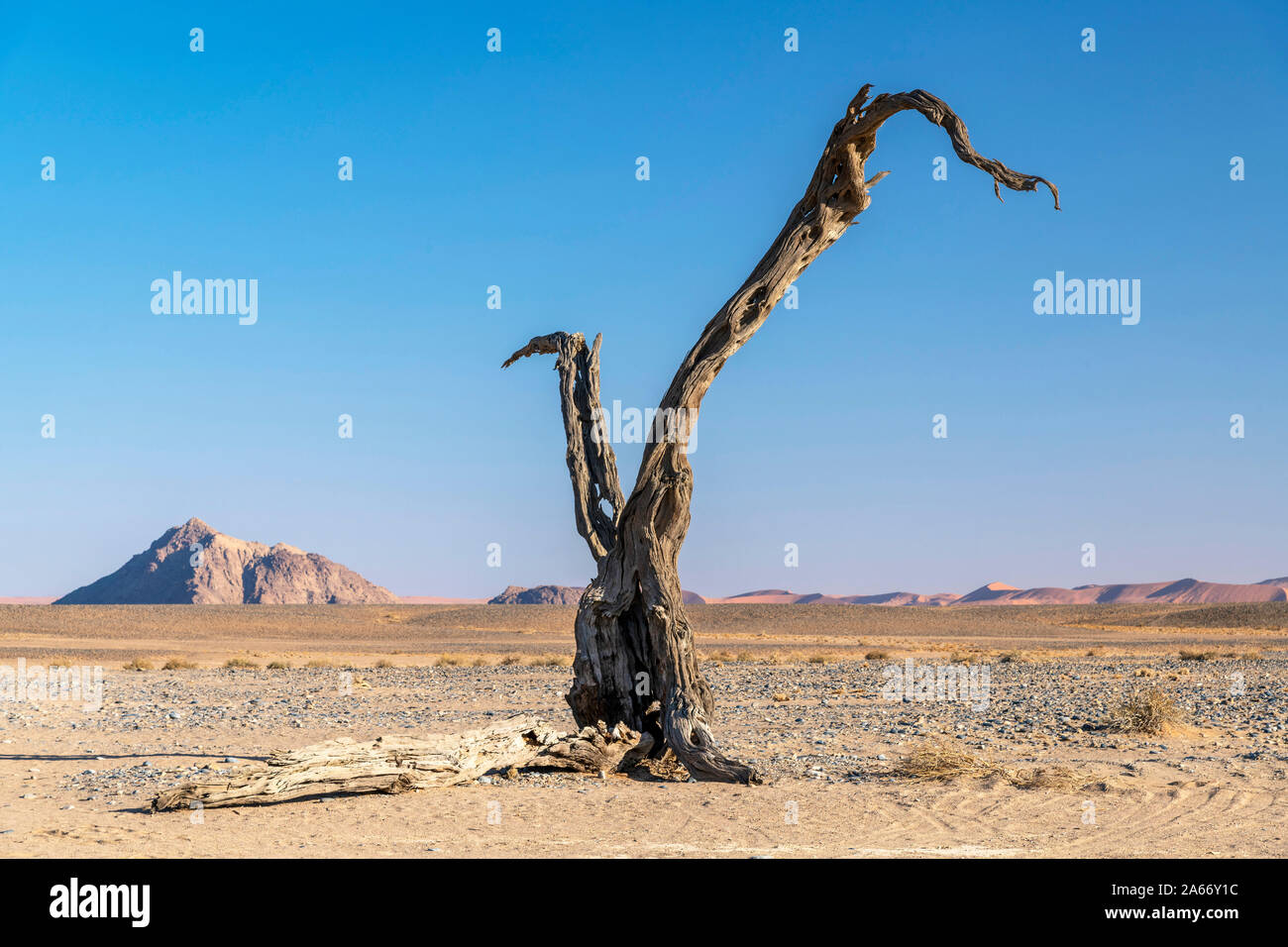 Old dead tree, Namib-Naukluft National Park, Sesriem, Namibie Banque D'Images