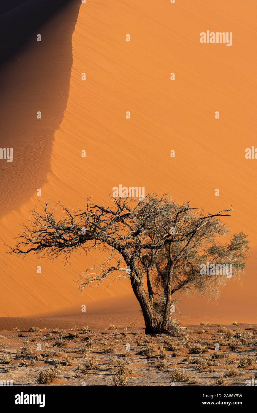 Dune de sable, Namib-Naukluft National Park, Sesriem, Namibie Banque D'Images