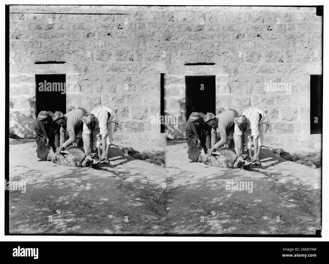 Budrieh Sherafat Weli de à et la préparation d'un sacrifice. Le sacrifice. Banque D'Images