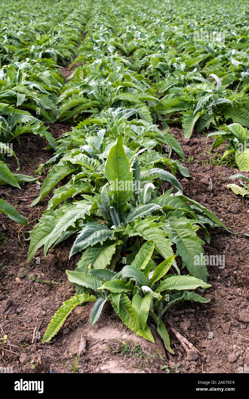 Dans les rangées de plantation industrielle d'artichaut. Artichaut croissant dans une grande ferme. Banque D'Images Dans les rangées de plantation industrielle d'artichaut. Artichaut croissant dans une grande ferme. Banque D'Images