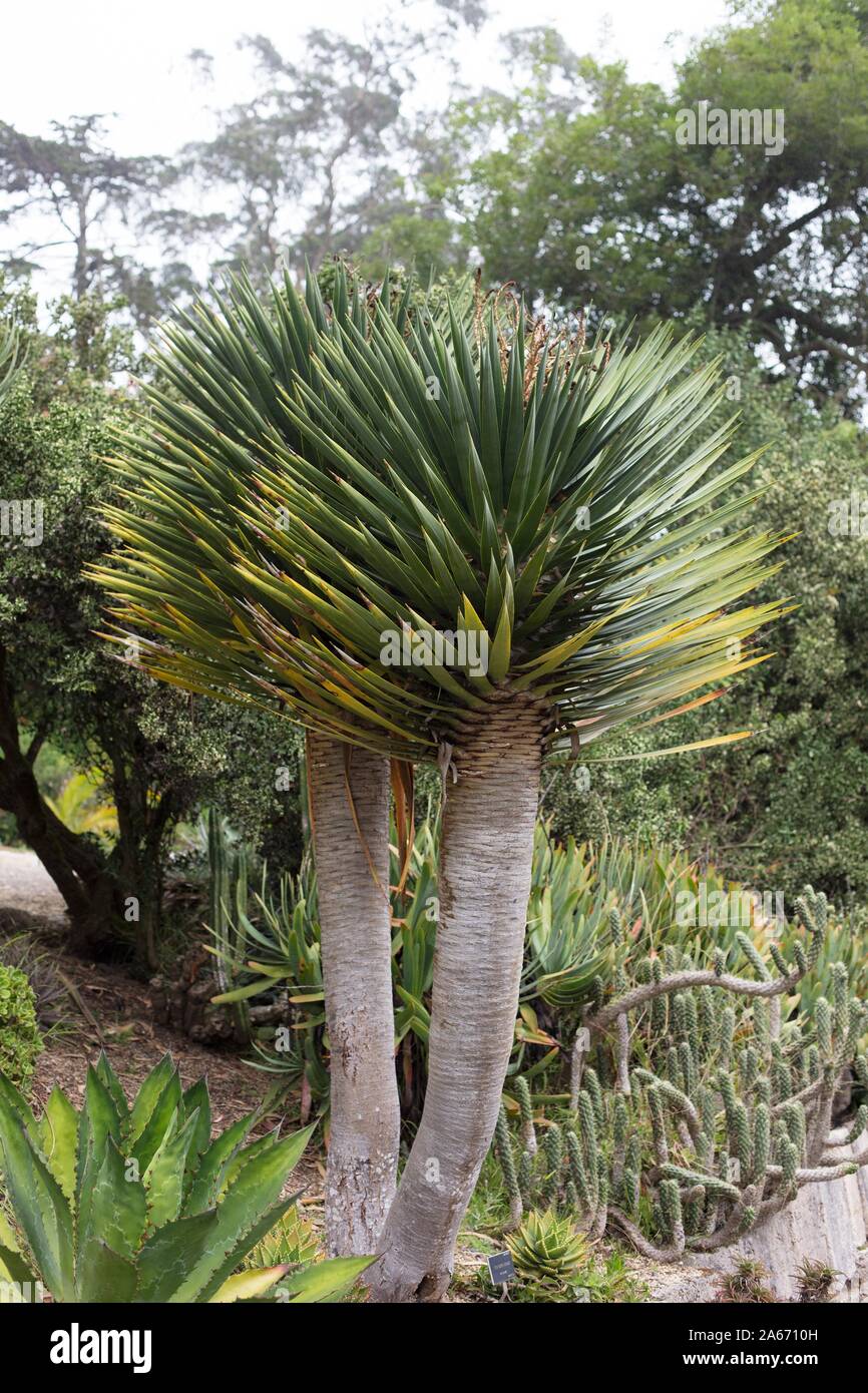 Dracaena draco, l'arbre dragon Canaries ou drago. Banque D'Images