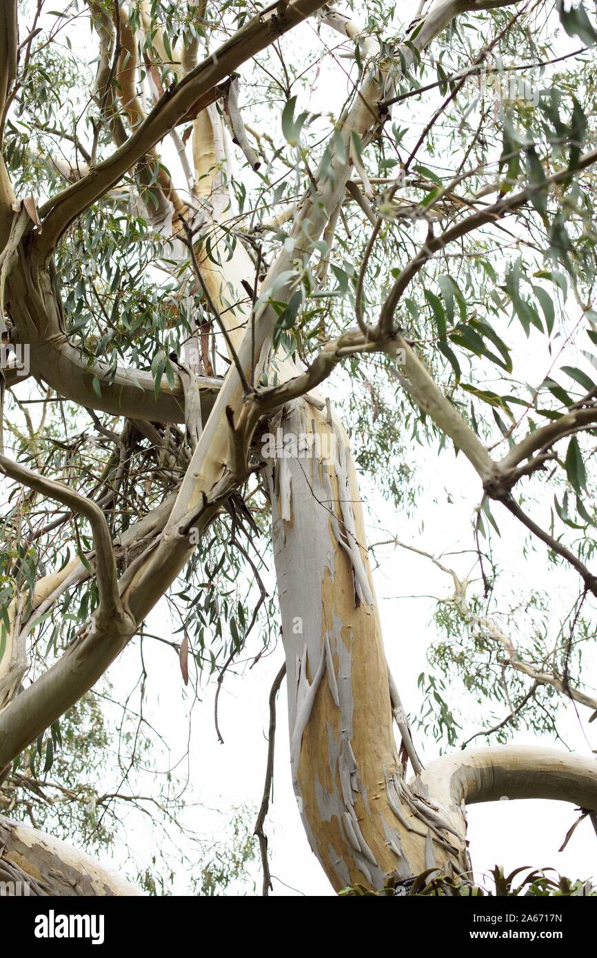 Eucalyptus pauciflora arbre. Banque D'Images