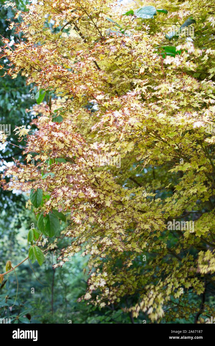 Acer palmatum 'Sango kaku' - écorce corail maple. Banque D'Images