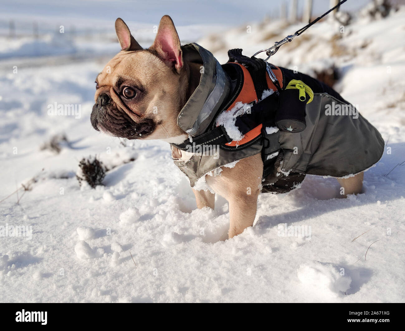 Bouledogue français chien en manteau dans la neige sur une promenade Photo  Stock - Alamy