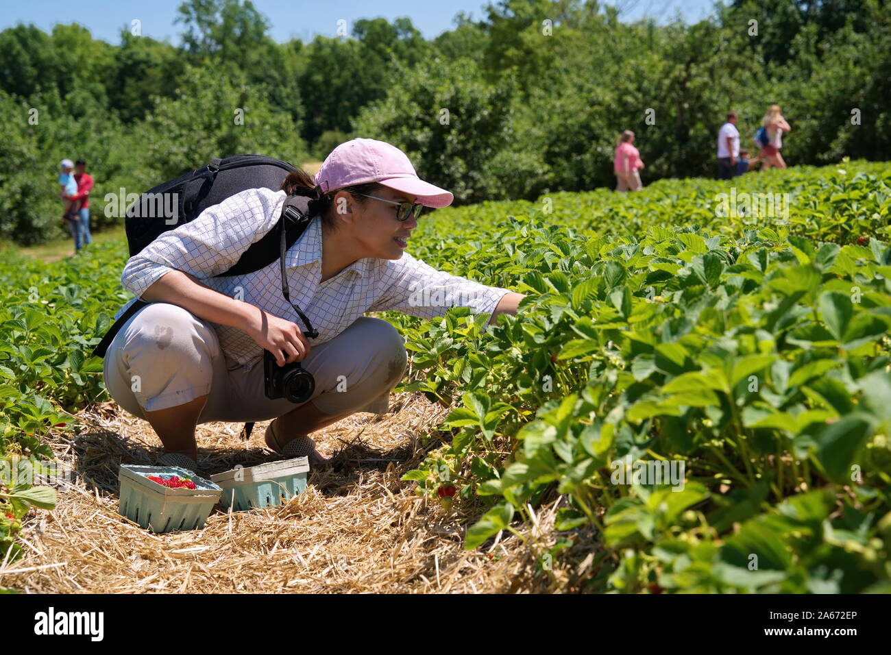 Middletown, CT USA. Jun 2019. Jeune photographe américaine d'origine asiatique, bénéficiant d'une belle journée de cueillette des fraises dans un verger. Banque D'Images