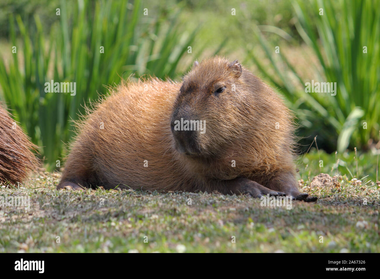 Capybara portant sur l'herbe, Yorkshire Wildlife Park Banque D'Images