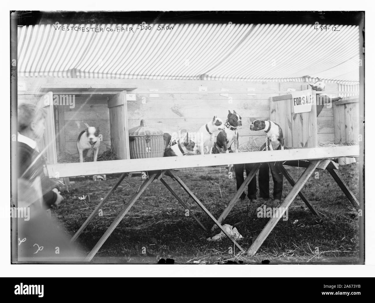 Le Westchester Co. juste, dog show [New York] Banque D'Images