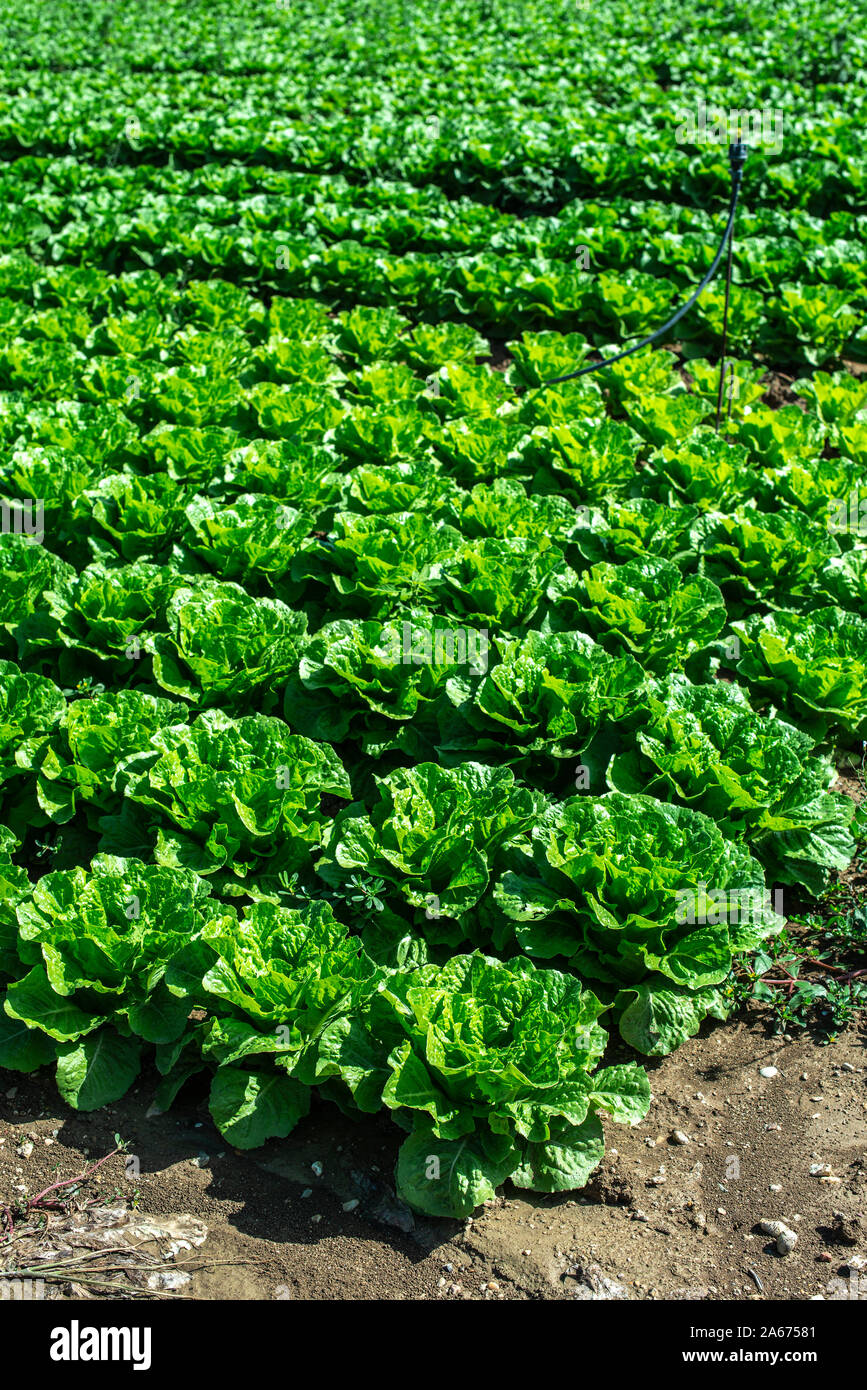 Laitue mûre grande ferme industrielle dans l'air extérieur. Laitue de plus en plus dans le sol. Choisir la laitue en plantation. Livre blanc des caisses. Banque D'Images