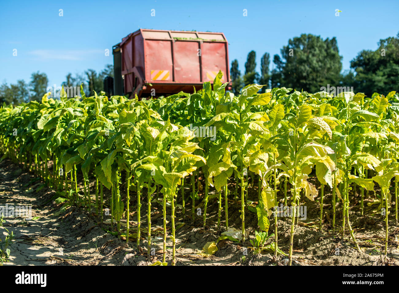 La récolte des feuilles de tabac avec l'ensileuse tracteur. Plantation de tabac. La culture du tabac dans l'industrie. La lumière du soleil. Banque D'Images