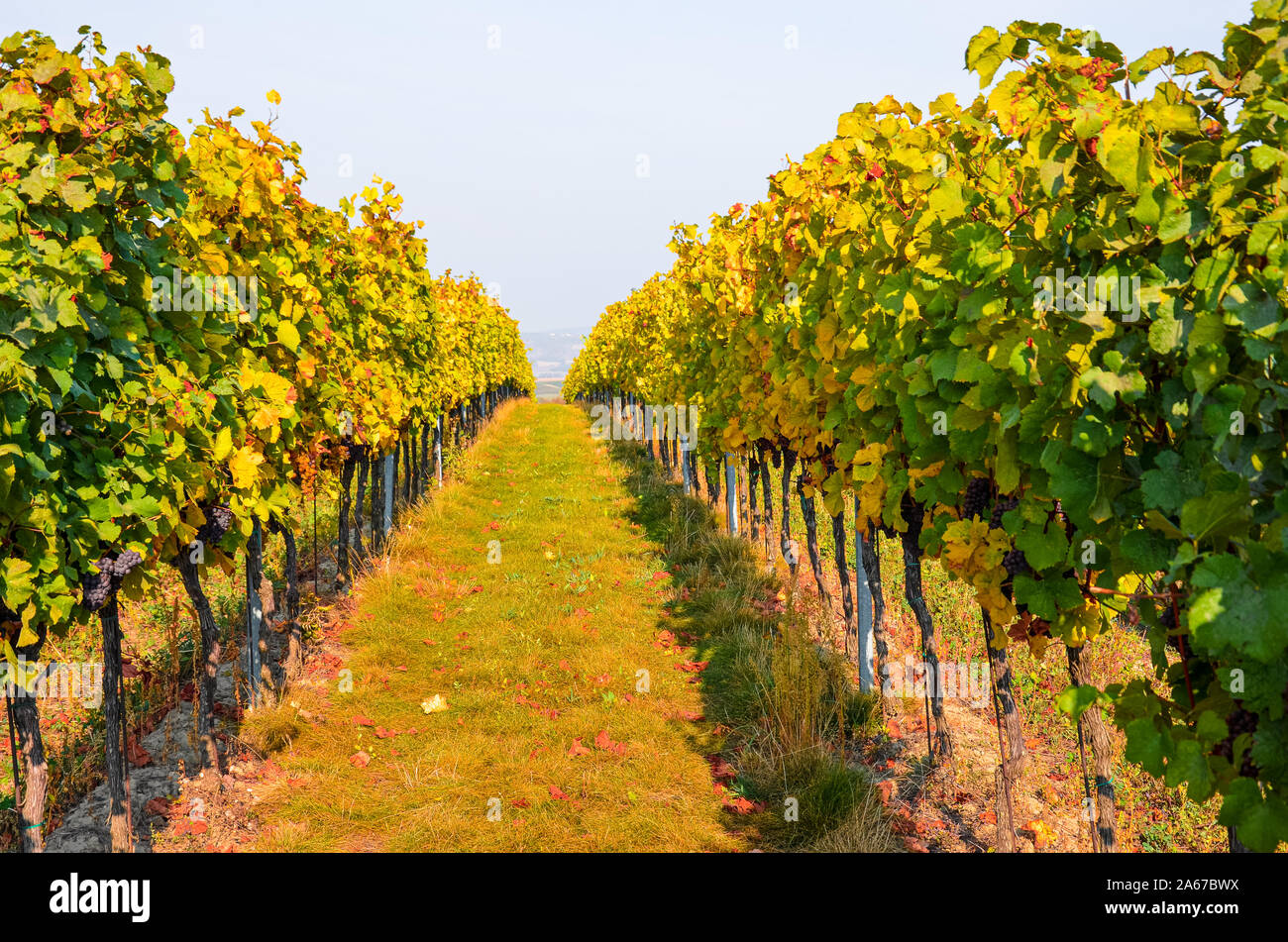 Vignoble d'automne avec des raisins du Pinot Gris. Vignes d'automne en jaune et orange, blanc alpin de premier ciel. Couleurs de la nature, les saisons de l'année. Photographié avant la récolte. Banque D'Images