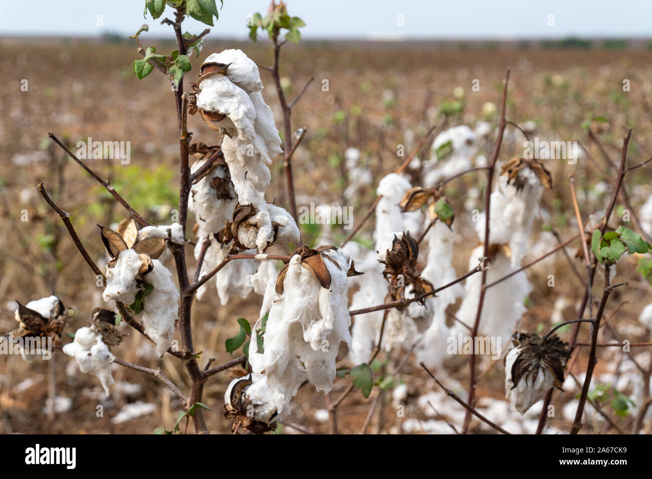 Gros plan du plant de coton au cours de la récolte dans le Mato Grosso au Brésil, de plantations agricoles.Concept de production, l'agriculture, la durabilité, l'économie, l'environnement Banque D'Images