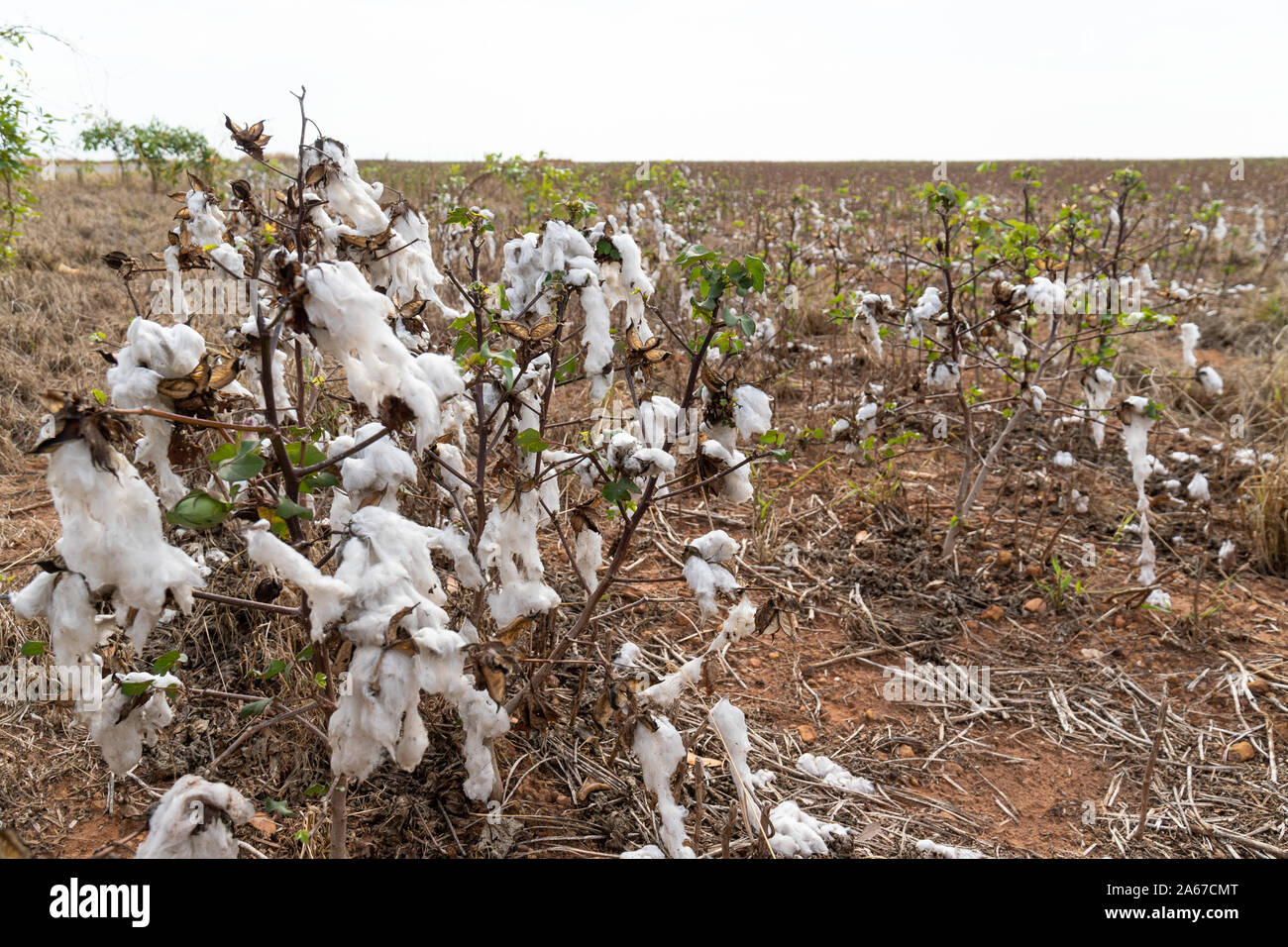 Gros plan du plant de coton au cours de la récolte dans le Mato Grosso, Brésil. plantation agricole Concept de production,l'agriculture, la durabilité, l'économie, l'environnement Banque D'Images