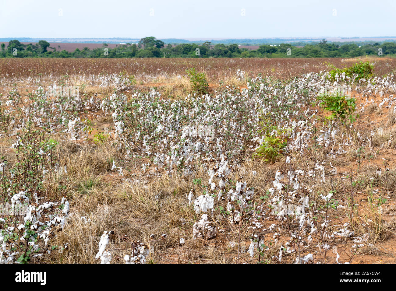 Avis de champ de coton à la récolte des plantations à point ferme de Mato Grosso, Brésil. Concept de production, l'agriculture, la durabilité, l'économie, l'environnement Banque D'Images