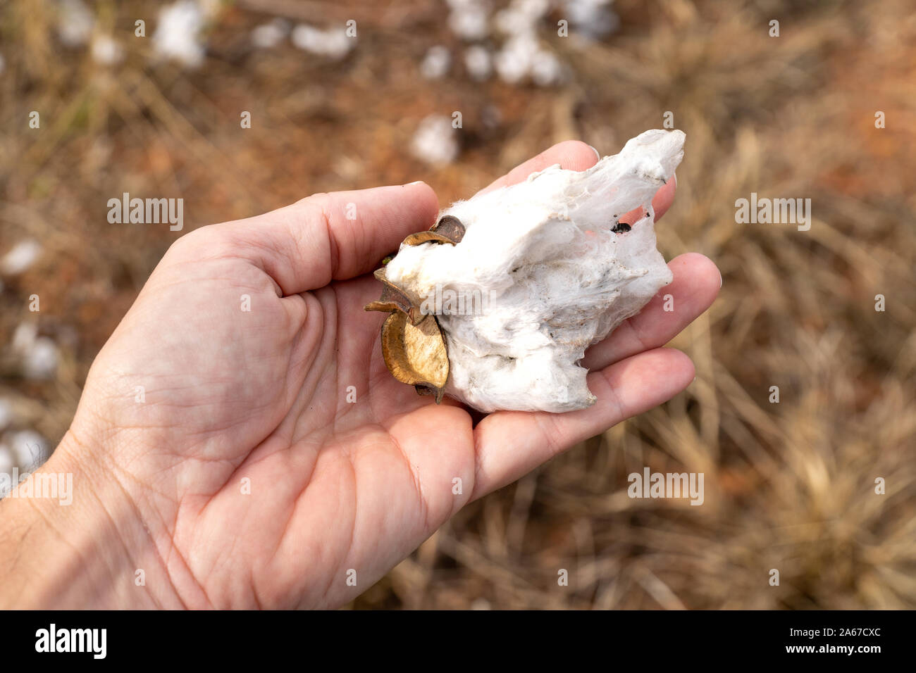 Close up of man hand holding plant de coton à la récolte plantation au champ dans le Mato Grosso, Brésil ferme. Concept de production, de l'agriculture. Banque D'Images