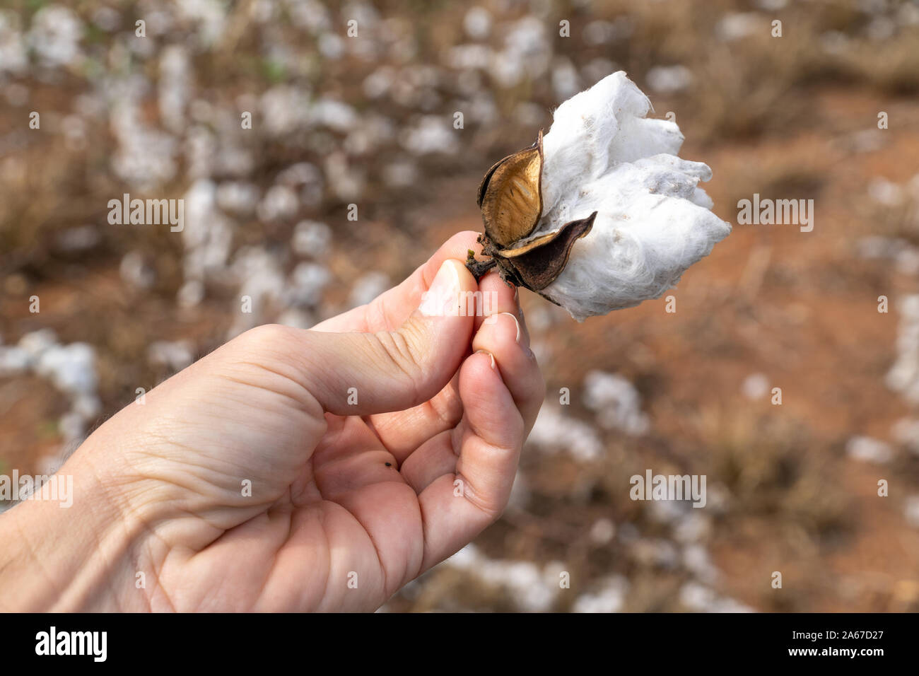 Close up of man hand holding plant de coton à la récolte plantation au champ dans le Mato Grosso, Brésil ferme. Concept de production, de l'agriculture. Banque D'Images
