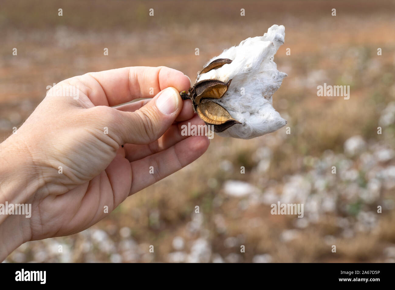 Close up of man hand holding plant de coton à la récolte plantation au champ dans le Mato Grosso, Brésil ferme. Concept de production, de l'agriculture. Banque D'Images