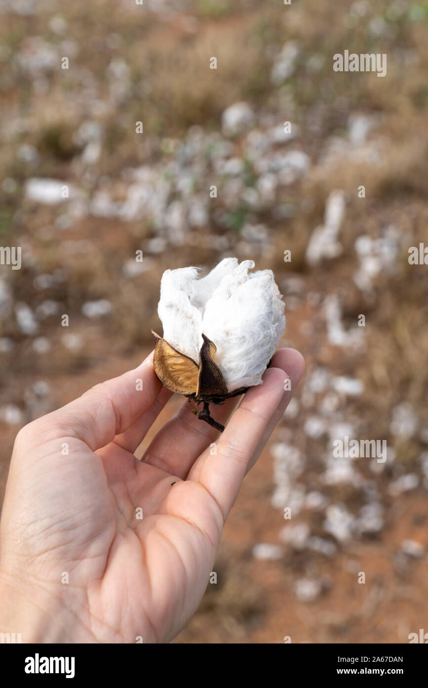 Close up of man hand holding plant de coton à la récolte plantation au champ dans le Mato Grosso, Brésil ferme. Concept de production, de l'agriculture. Banque D'Images