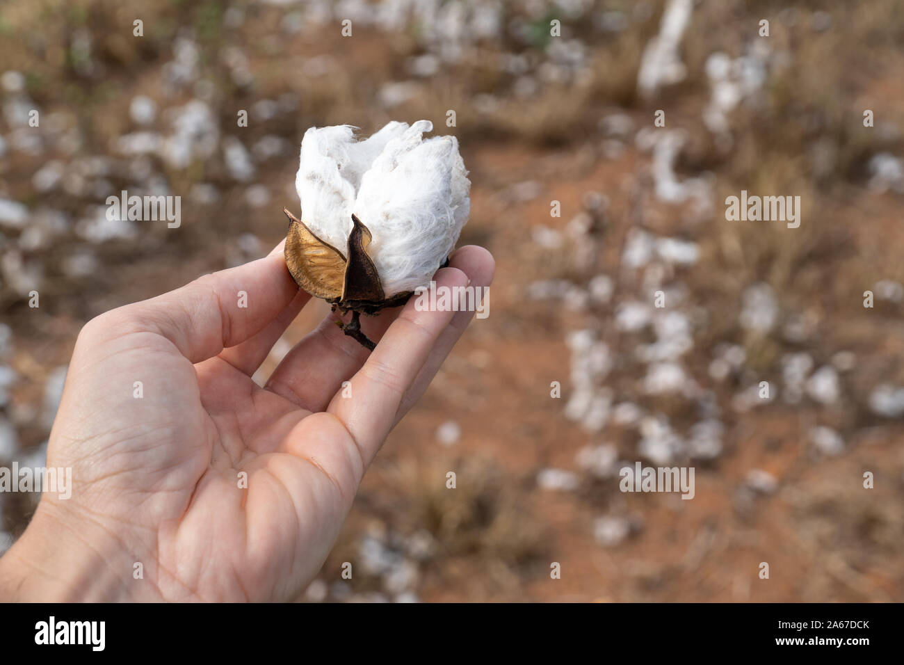 Close up of man hand holding plant de coton à la récolte plantation au champ dans le Mato Grosso, Brésil ferme. Concept de production, de l'agriculture. Banque D'Images
