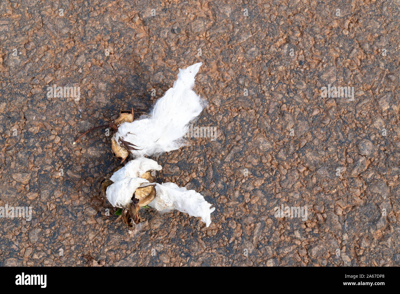 Gros plan du plant de coton sur fond d'asphalte sombre dans le Mato Grosso, Brésil ferme. Concept de production, l'agriculture, la durabilité, l'économie. Banque D'Images