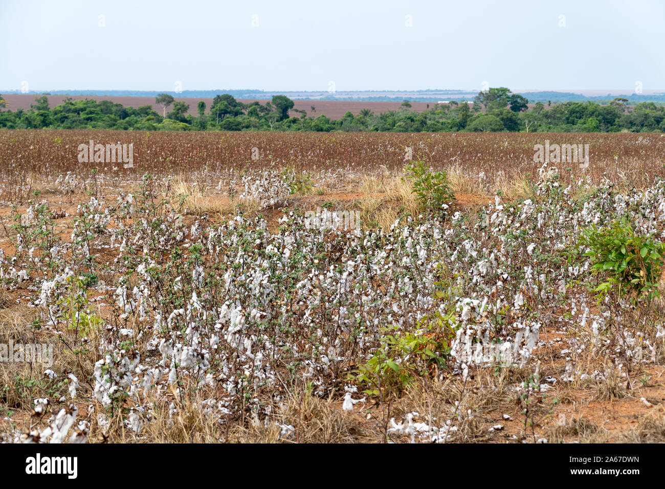 Avis de champ de coton à la récolte des plantations à point ferme de Mato Grosso, Brésil. Concept de production, l'agriculture, la durabilité, l'économie, l'environnement Banque D'Images