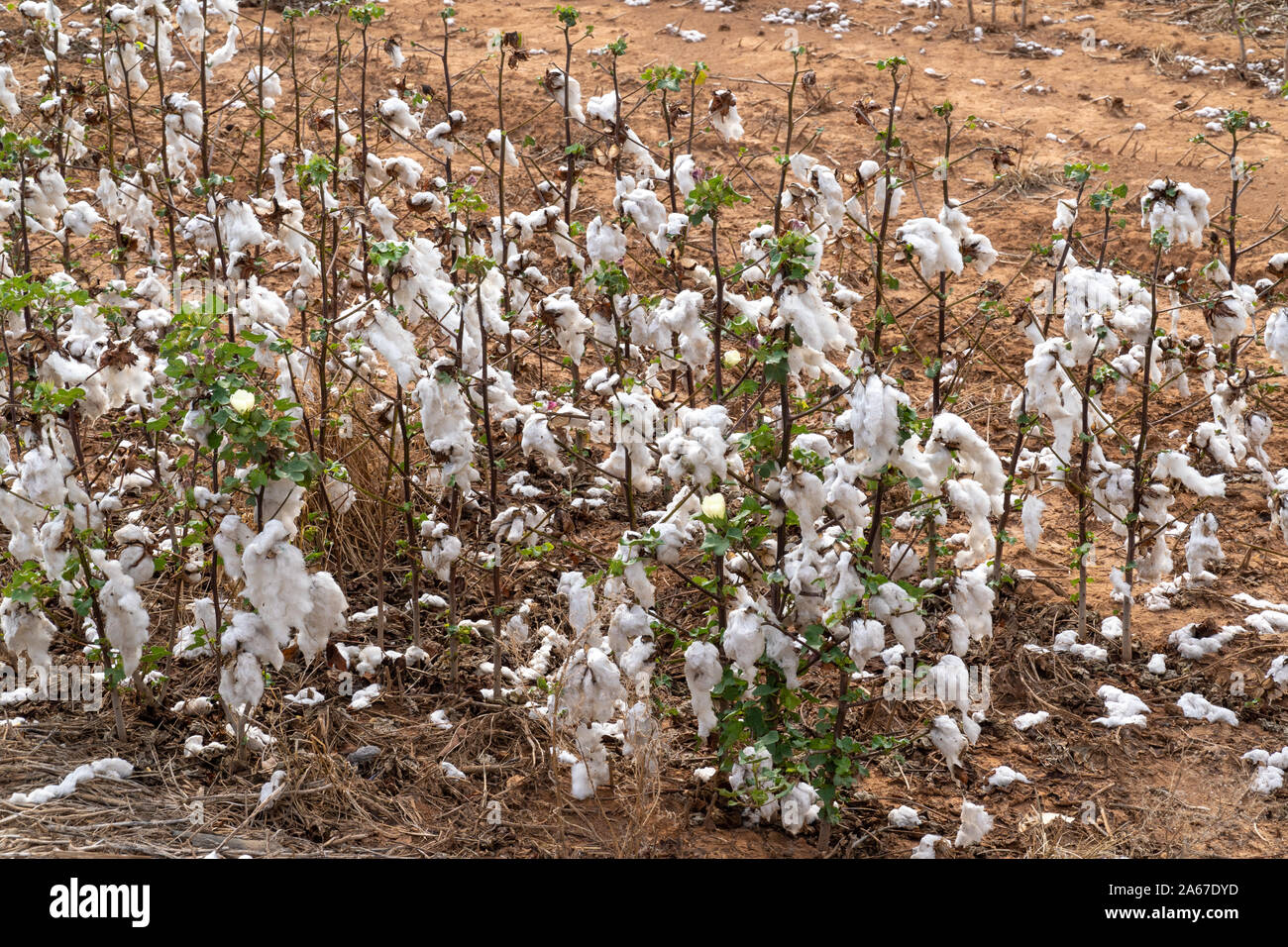 Gros plan du plant de coton au cours de la récolte dans le Mato Grosso, Brésil. plantation agricole Concept de production, l'agriculture, la durabilité, l'économie. Banque D'Images