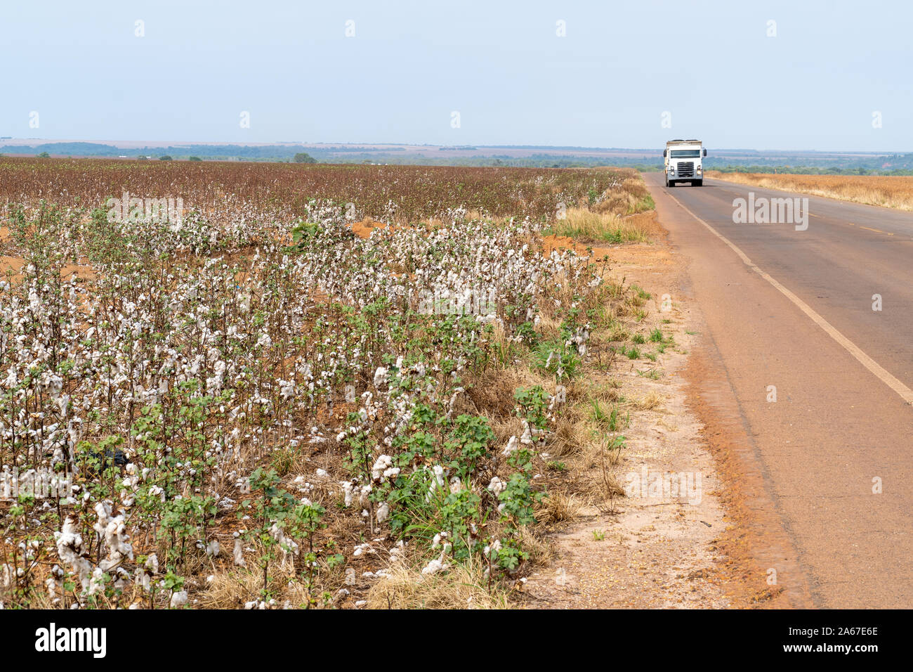 Camion transportant des balles de récolte du coton par la route dans le Mato Grosso, Brésil ferme. Concept de production, l'agriculture, de la logistique, de la durabilité, de l'économie. Banque D'Images