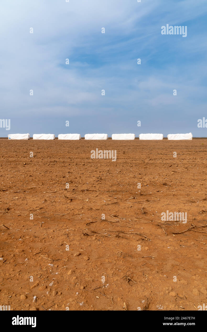 Les balles de coton pour l'exportation en plastique après la récolte en champ agricole dans le Mato Grosso, Brésil. Concept de production, l'agriculture, la logistique. Banque D'Images