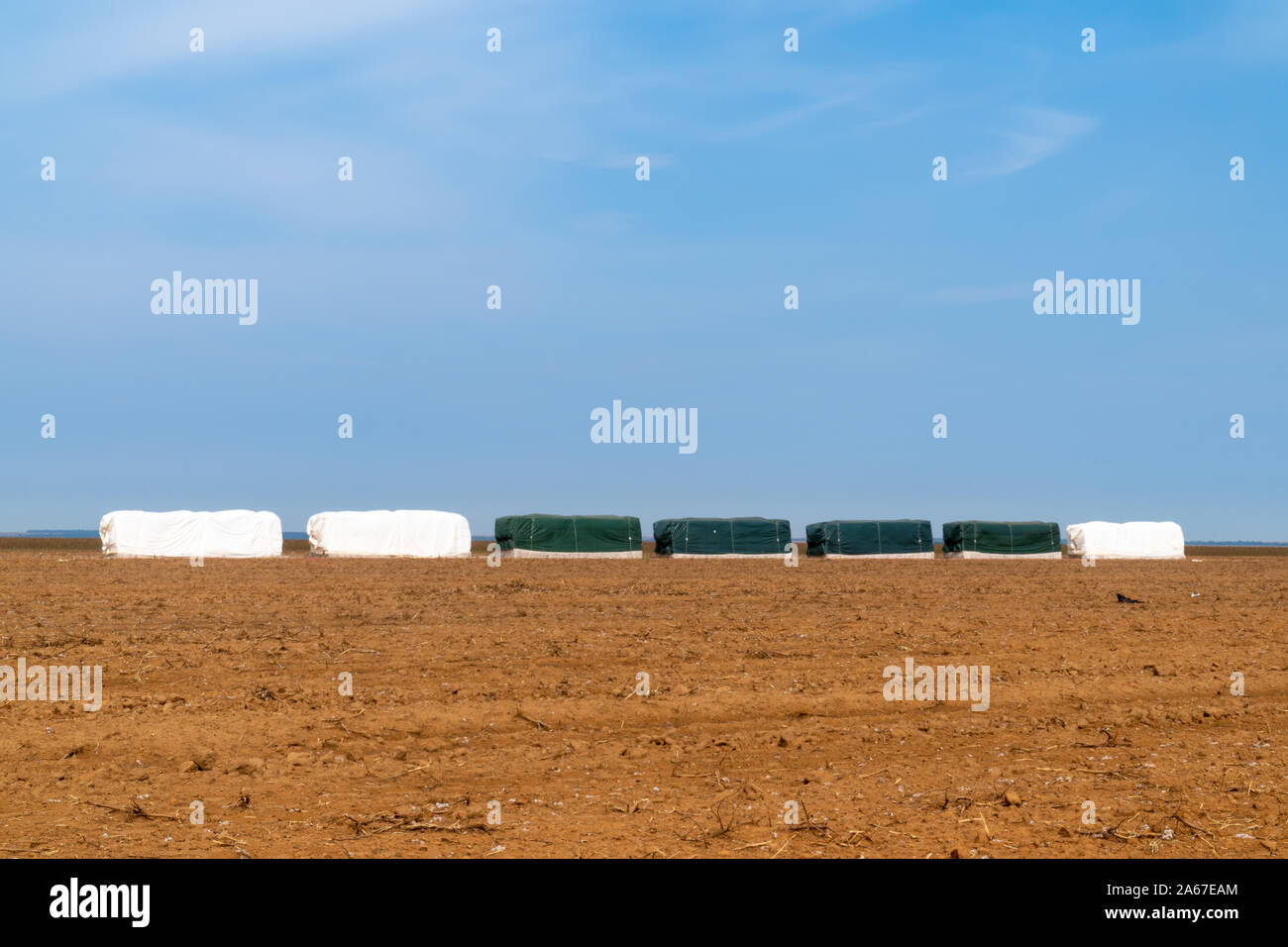 Les balles de coton pour l'exportation en plastique après la récolte en champ agricole dans le Mato Grosso, Brésil. Concept de production, l'agriculture, la logistique. Banque D'Images