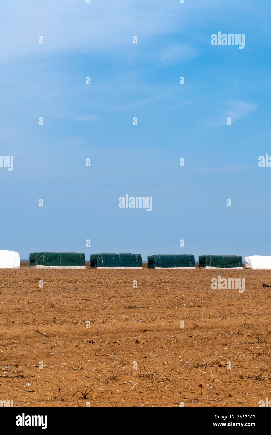 Les balles de coton pour l'exportation en plastique après la récolte en champ agricole dans le Mato Grosso, Brésil. Concept de production, l'agriculture, la logistique. Banque D'Images