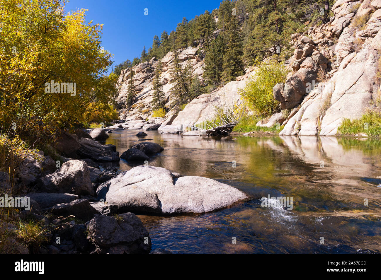 La couleur en automne sur le cours supérieur de la rivière South Platte dans 11 Mile Canyon Colorado Banque D'Images