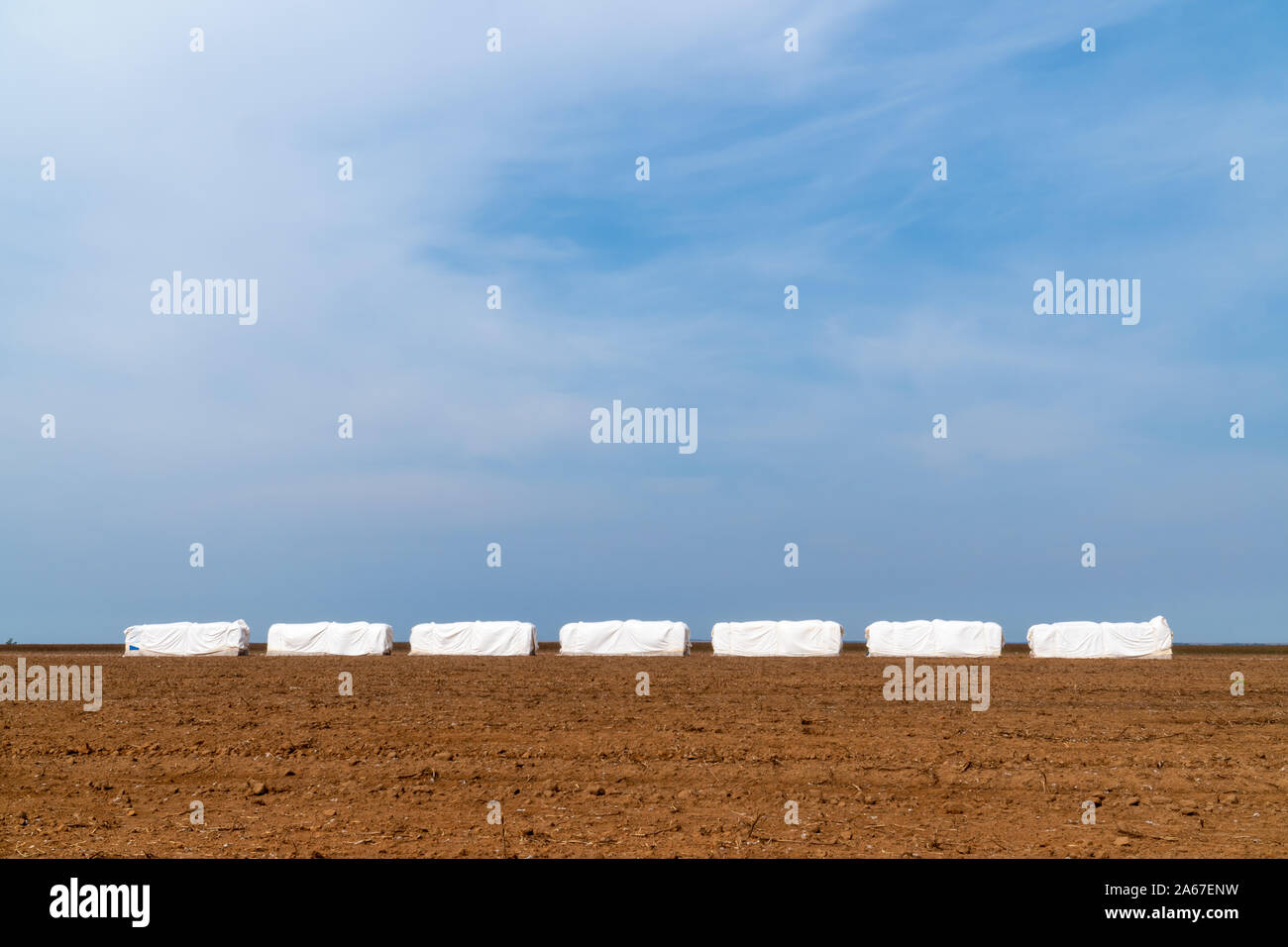 Les balles de coton pour l'exportation en plastique après la récolte en champ agricole dans le Mato Grosso, Brésil. Concept de production, l'agriculture, de la logistique, sustainab Banque D'Images