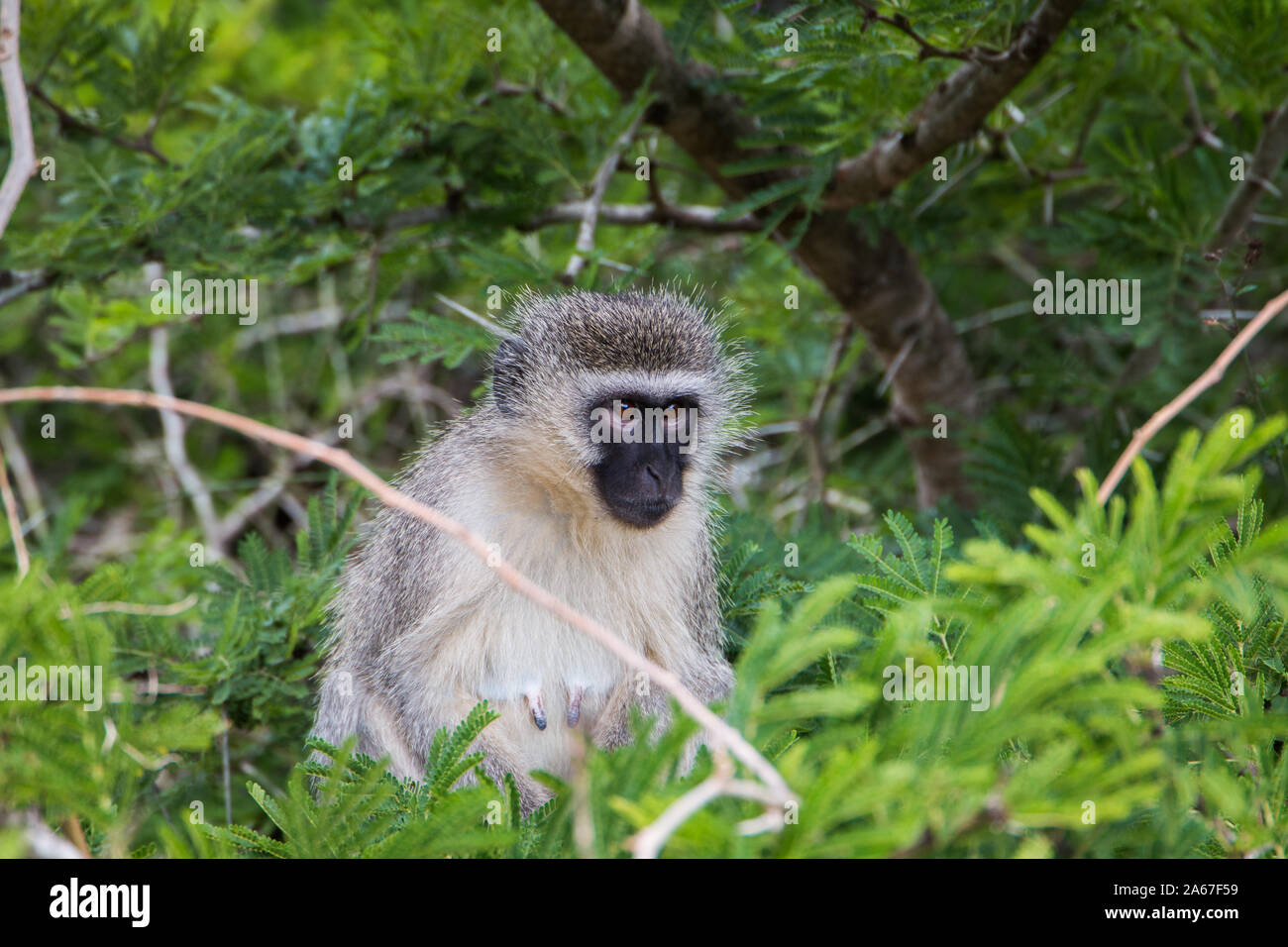 Un singe (Chlorocebus pygerythrus) assis dans un arbre de près, entouré de branches d'arbre. Banque D'Images