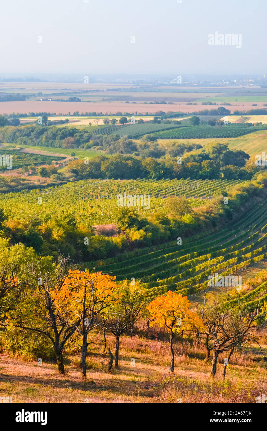 Beau paysage d'automne avec des arbres d'automne et des rangées de vignes Velke Bilovice photographié par, Moravie, République tchèque. Couleurs d'automne, paysage tchèque. Région viticole en Tchéquie. Banque D'Images