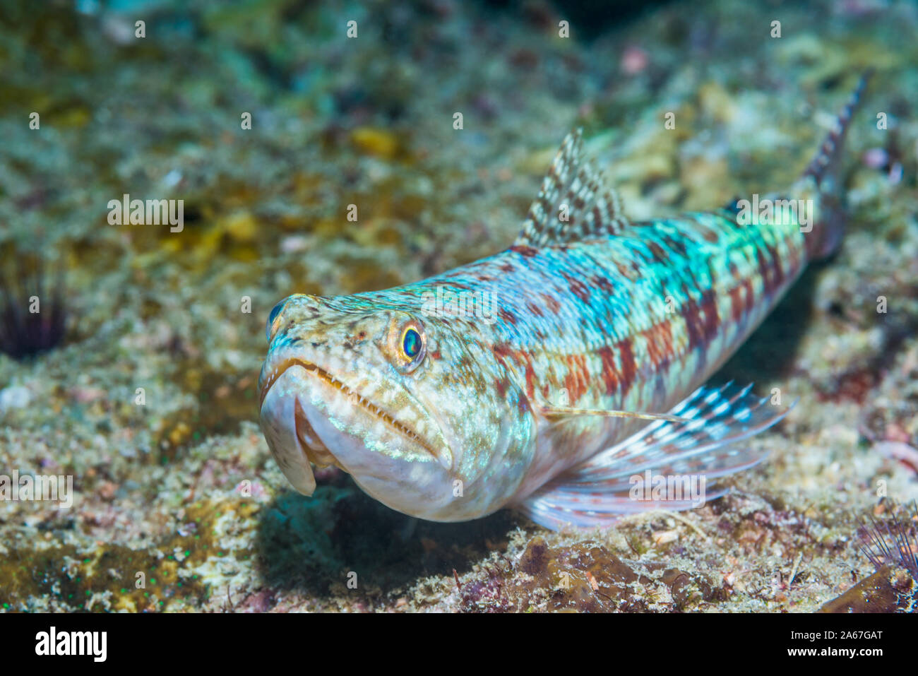 Reef Lizardfish [Synodus variegatus]. La Papouasie occidentale, en Indonésie. Indo-ouest pacifique. Banque D'Images