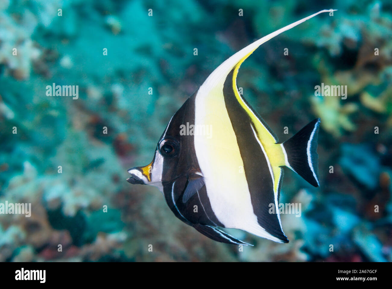 Idole maure [Zanclus cornutus]. Nord de Sulawesi, en Indonésie. Banque D'Images