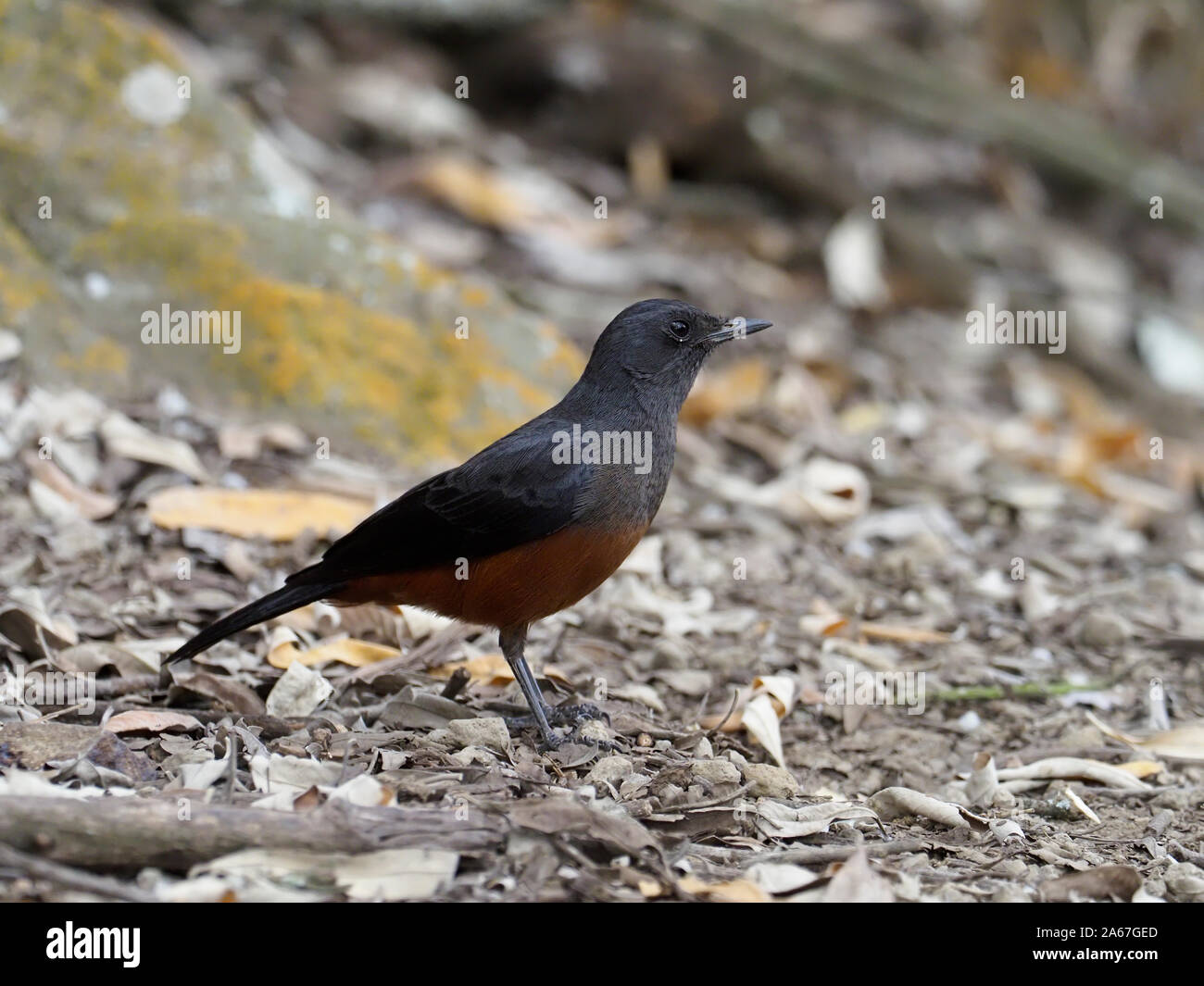 Falaise Moqueur chat Moqueur chat, chat, falaise ou Thamnolaea cinnamomeiventris, seul oiseau au sol, Kenya, septembre 2019 Banque D'Images