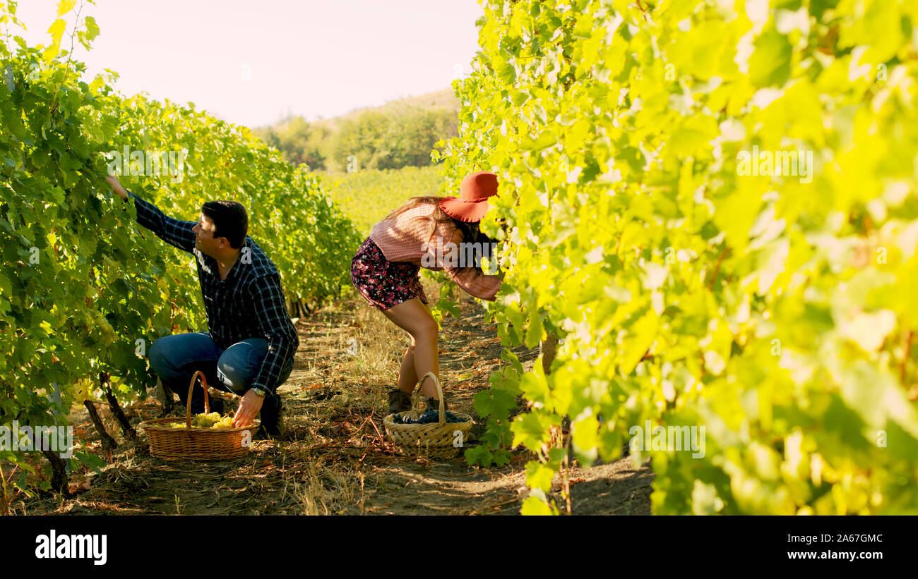 Couple dans la récolte de raisin vigne dans deux grands paniers. Tourné en 6K sur caméra de cinéma Banque D'Images