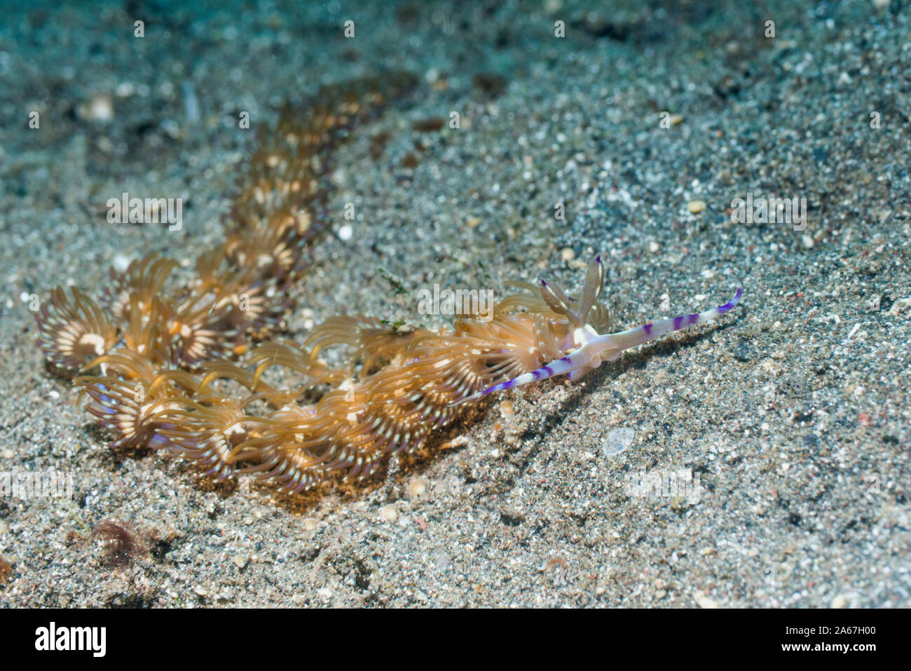 Nudibranche - Blue Dragon [Pteraeolidia semperi Pteraeolidia ianthina] [avant]. Détroit de Lembeh, au nord de Sulawesi, Indonésie. Banque D'Images