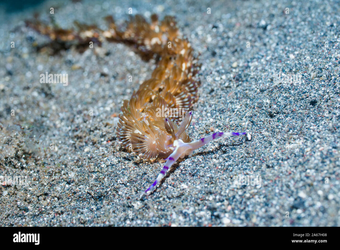 Nudibranche - Blue Dragon [Pteraeolidia semperi Pteraeolidia ianthina] [avant]. Détroit de Lembeh, au nord de Sulawesi, Indonésie. Banque D'Images