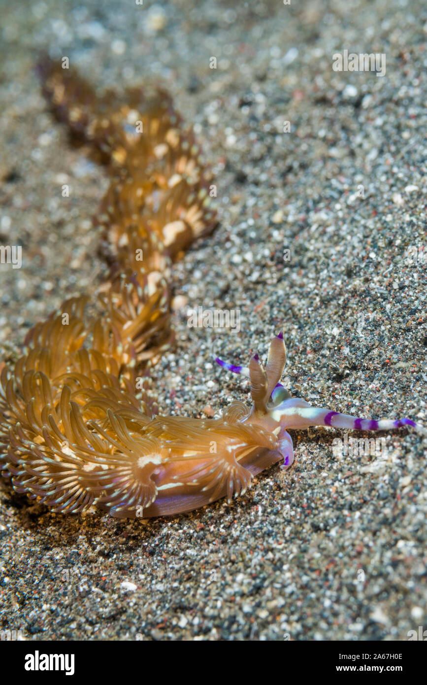 Nudibranche - Blue Dragon [Pteraeolidia semperi Pteraeolidia ianthina] [avant]. Détroit de Lembeh, au nord de Sulawesi, Indonésie. Banque D'Images