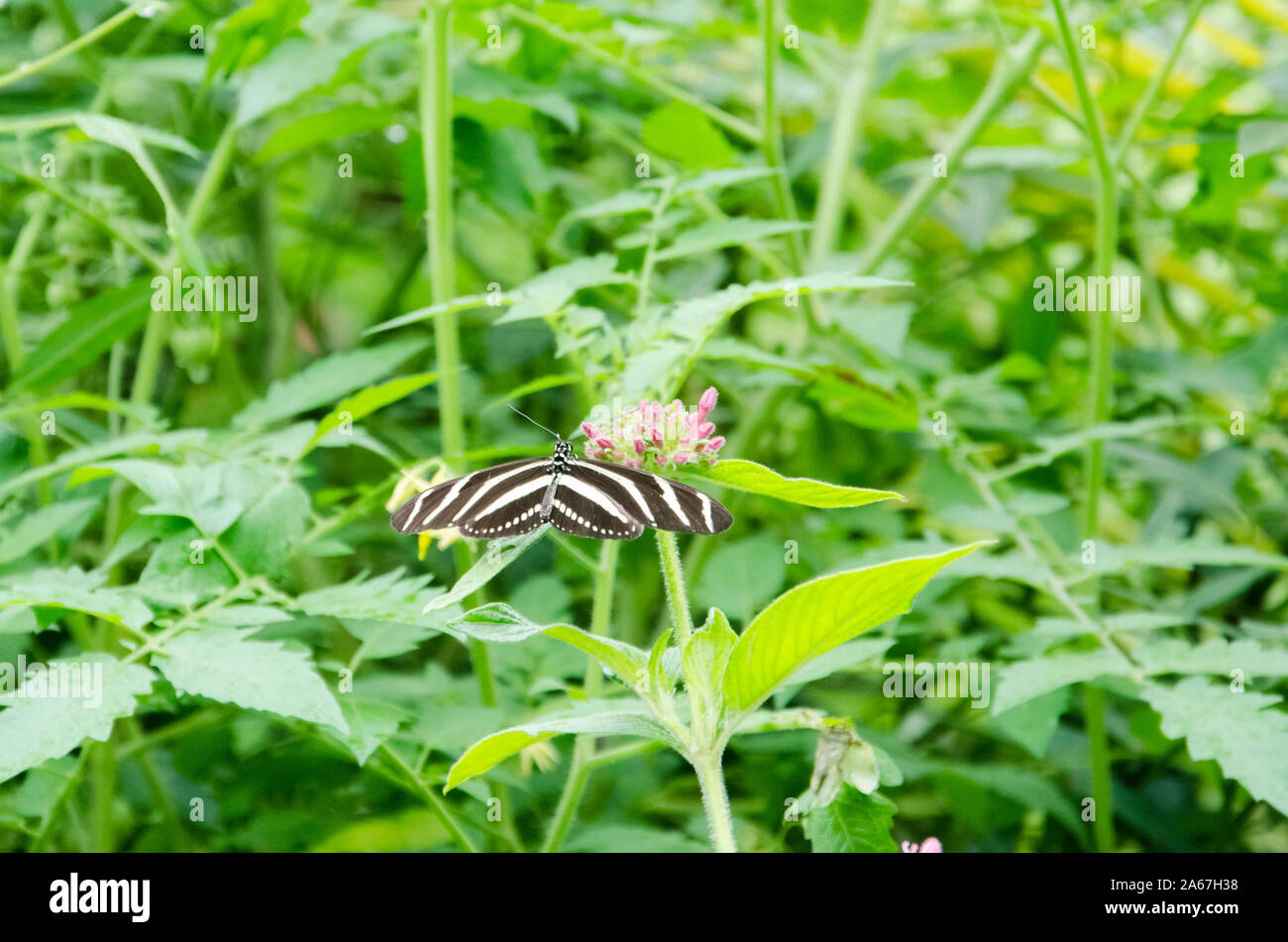 Zebra longwing ou zèbre Heliconius charithonia heliconian (papillon), un lépidoptère avec un noir et blanc à rayures avec assurance motif de l'aile, c'est une guerre Banque D'Images