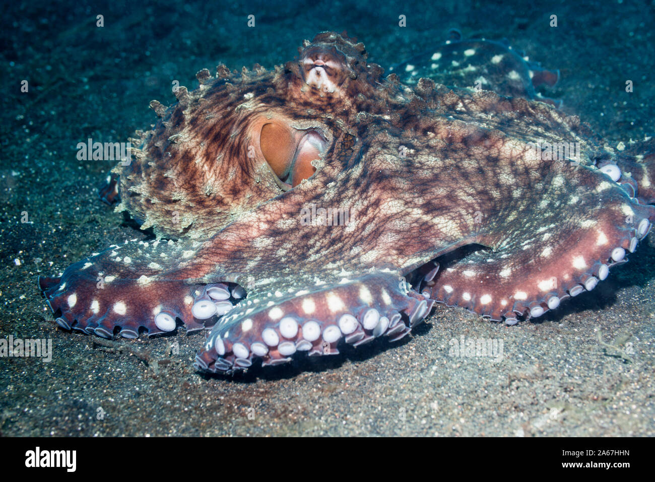 Octopus Octopus cyanea [24]. Détroit de Lembeh, au nord de Sulawesi, Indonésie. Banque D'Images