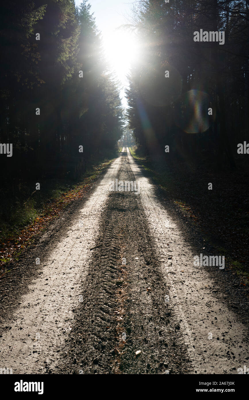 Chemin forestier, Oberweser, Weser Uplands, Thuringe, Hesse, Allemagne Banque D'Images
