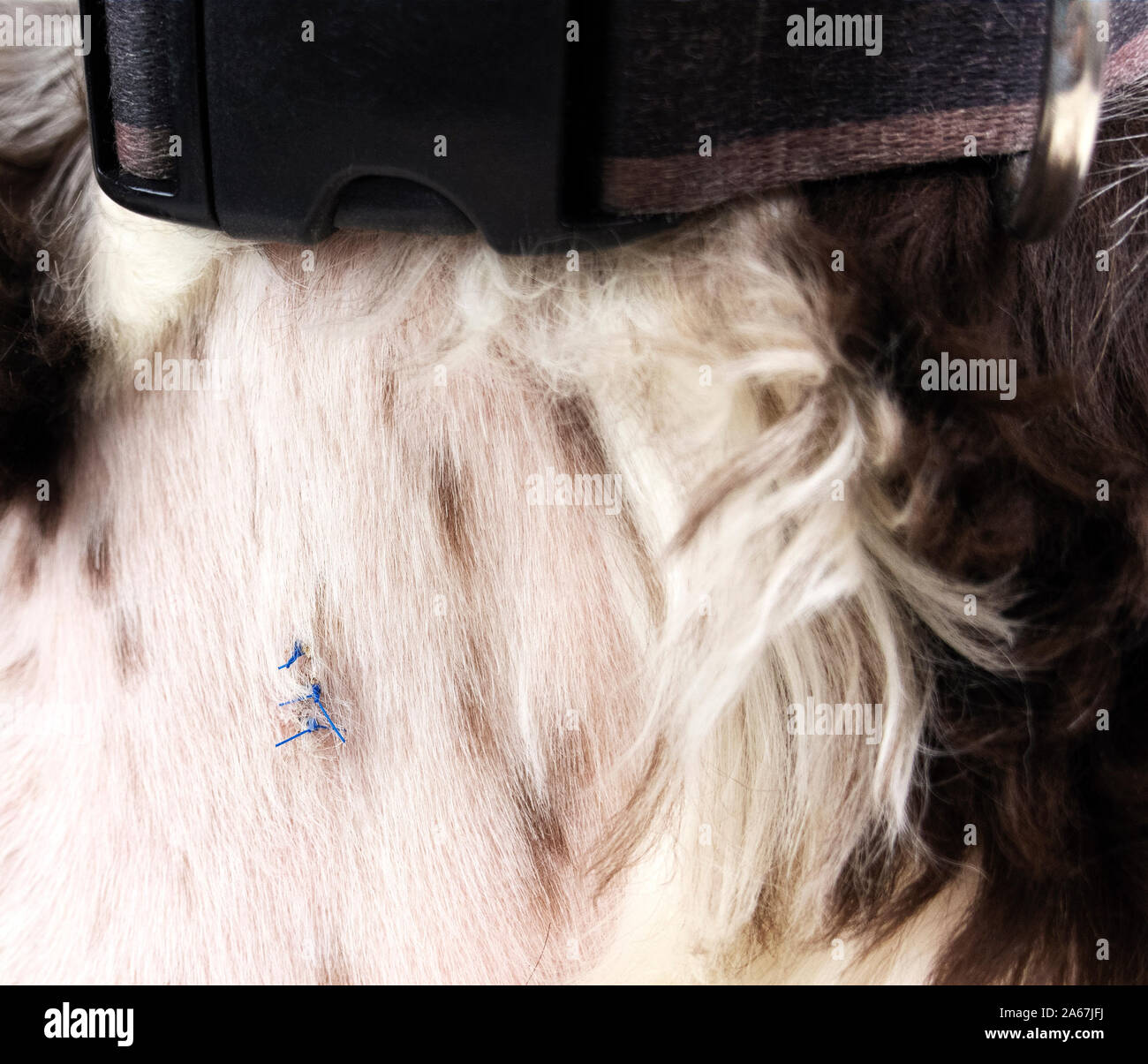Points de suture sur la poitrine Banque de photographies et d’images à haute résolution Alamy