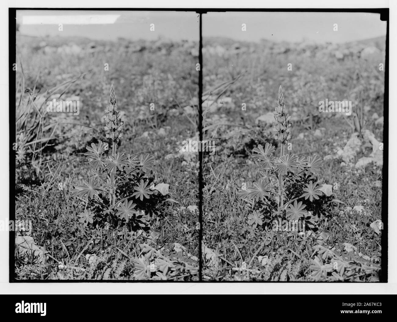 Fleurs sauvages de la Palestine. Blue lupin (Lupinus pilosus L.). Banque D'Images