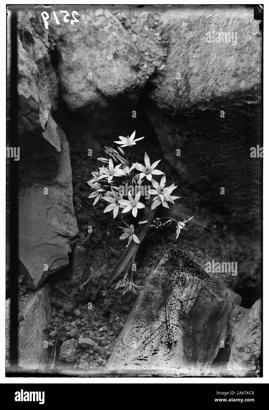 Fleurs sauvages de la Palestine. Étoiles de Bethléem (Ornithogalum fimbriatum) Banque D'Images