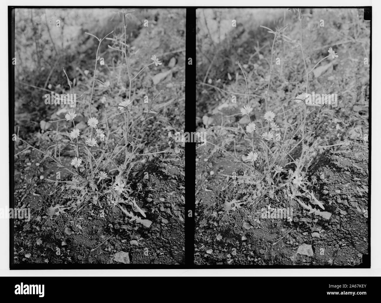 Fleurs sauvages de la Palestine. La chicorée. (Cichorium intybus L.). Banque D'Images