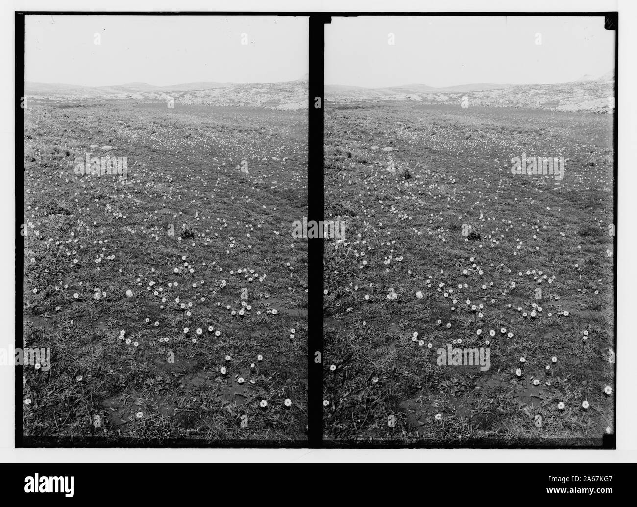 Fleurs sauvages de la Palestine. Domaine de pâquerettes (Bellis silvestris Cyr.). Banque D'Images