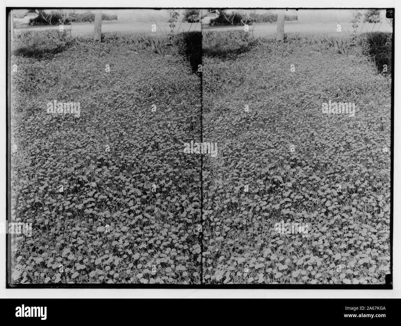 Fleurs sauvages de la Palestine. Domaine de séneçon vulgaire (Senecio vernalis Waldst. et Kit.). Banque D'Images